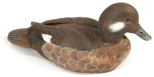 Female Bufflehead Duck